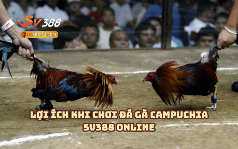 Lợi Ích Khi Chơi Đá Gà Campuchia SV388 Online