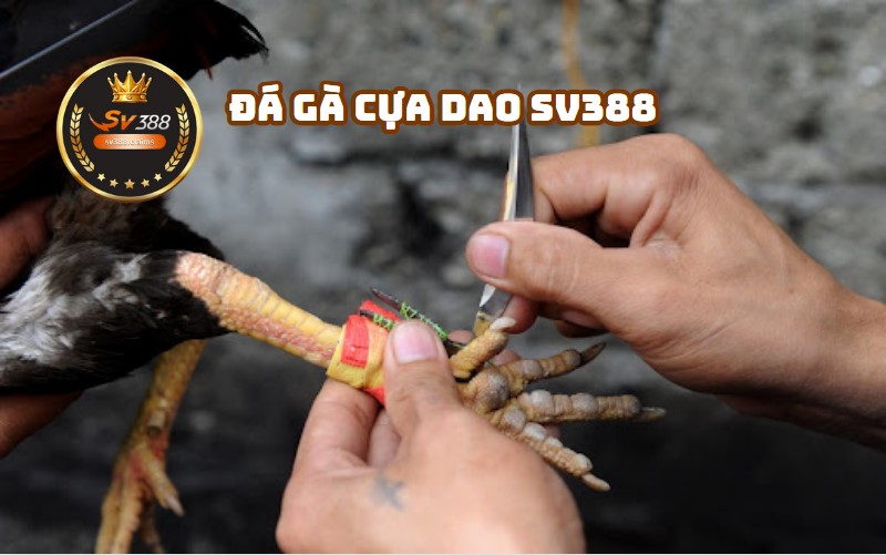 Đá Gà Cựa Dao SV388 - Sự Thăng Hoa Của Trò Chơi Truyền Thống Trong Thời Đại Số