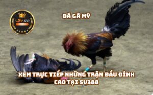 Đá gà Mỹ SV388 – Xem Trực Tiếp Những Trận Đấu Đỉnh Cao tại SV388