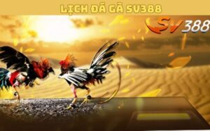 Lịch Đá Gà SV388 - Cập Nhật Chi Tiết Lịch Thi Đấu Trực Tuyến Hàng Ngày