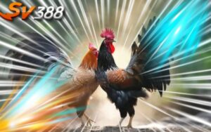 SV388 Lừa Đảo? Đánh Giá Trung Thực Về Nhà Cái SV388 Từ Người Chơi