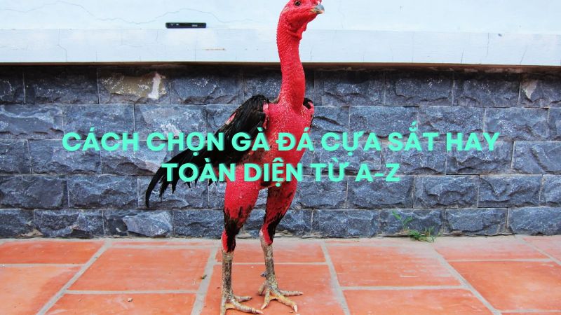 Soi kỹ chân vảy và cựa - Vũ khí quyết định sinh tử